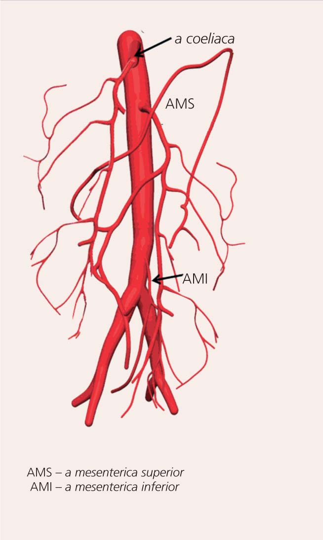 Trīs gremošanas orgānus ar asinīm apgādājošie asinsvadi savā starpā savienoti ar daudzām anastamozēm