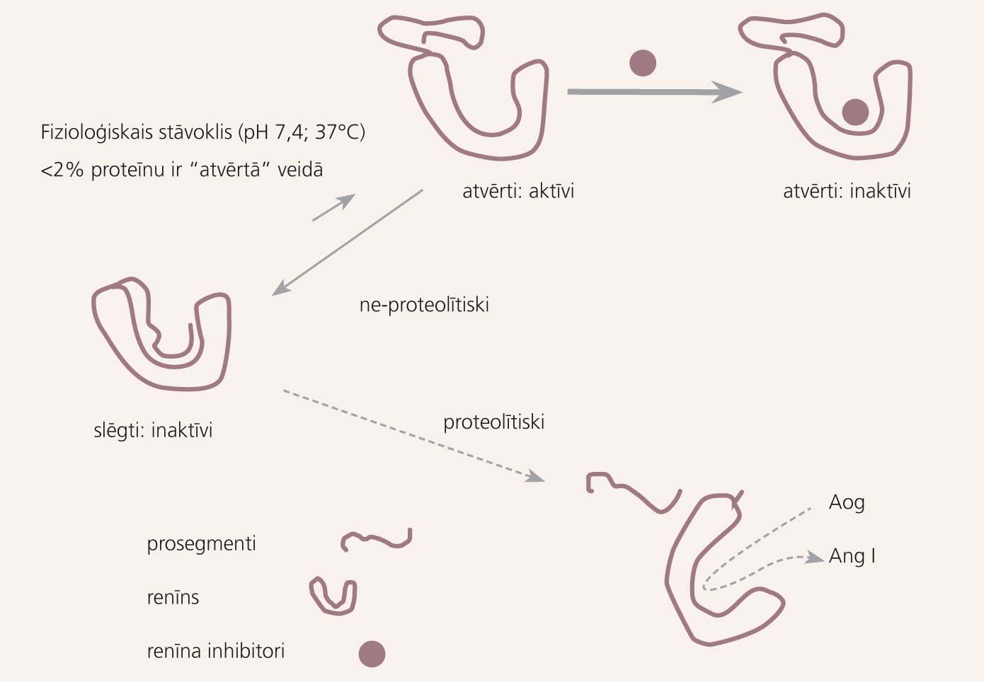 Prorenīna proteolītiskā un neproteolītiskā aktivizēšanās