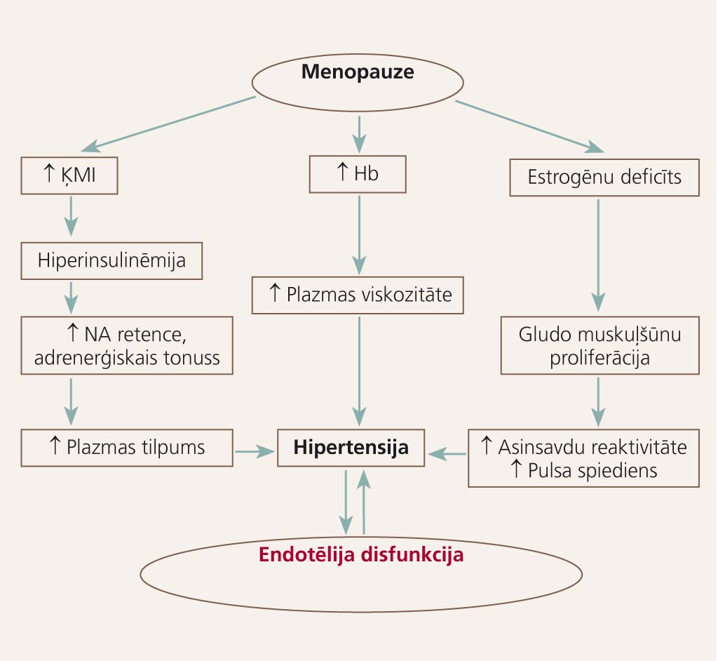 Endotēlija disfunkcija menopauzē
