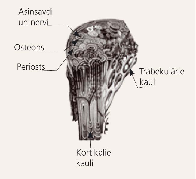 Cilvēka skeleta kortikālo  un trabekulāro kaulu uzbūve
