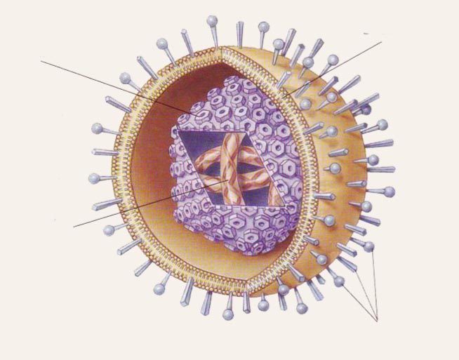 Herpesvīrusu  shematiska struktūra
