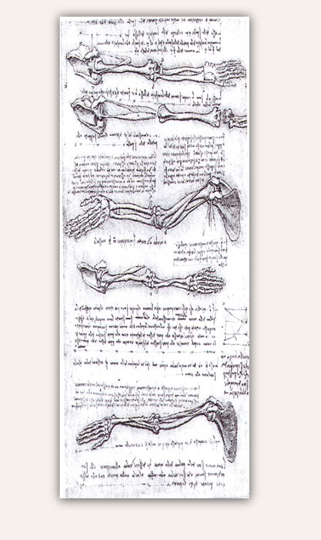 Zīmējums Leonardo da Vinči rokrakstā: rokas kaulu stāvokļa maiņa bicepsa ietekmē