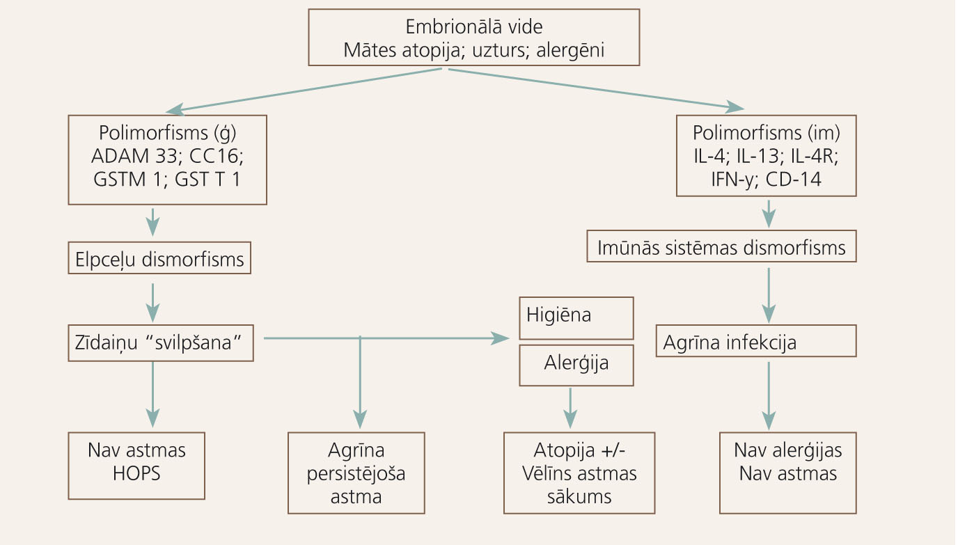 Astmas rašanās pamatmehānismi [2]