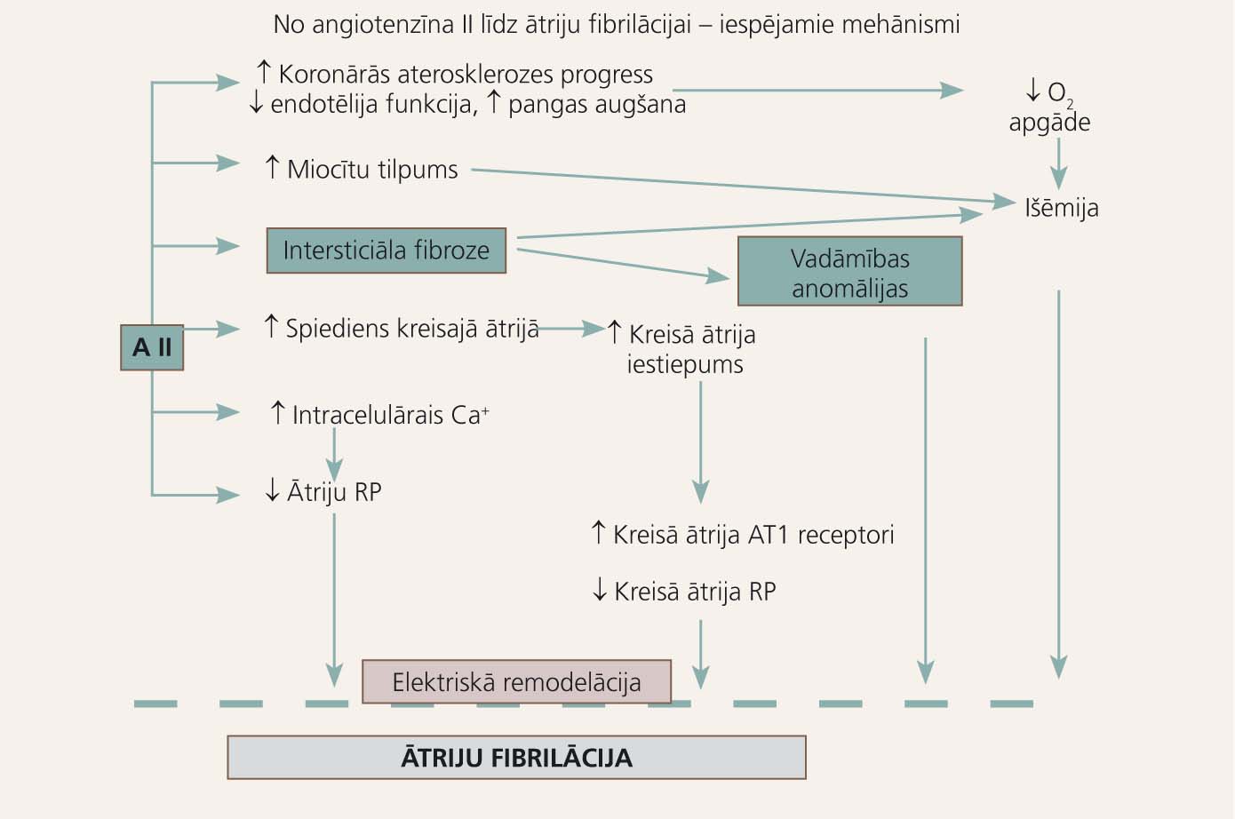 AF patofizioloģiskā shēma