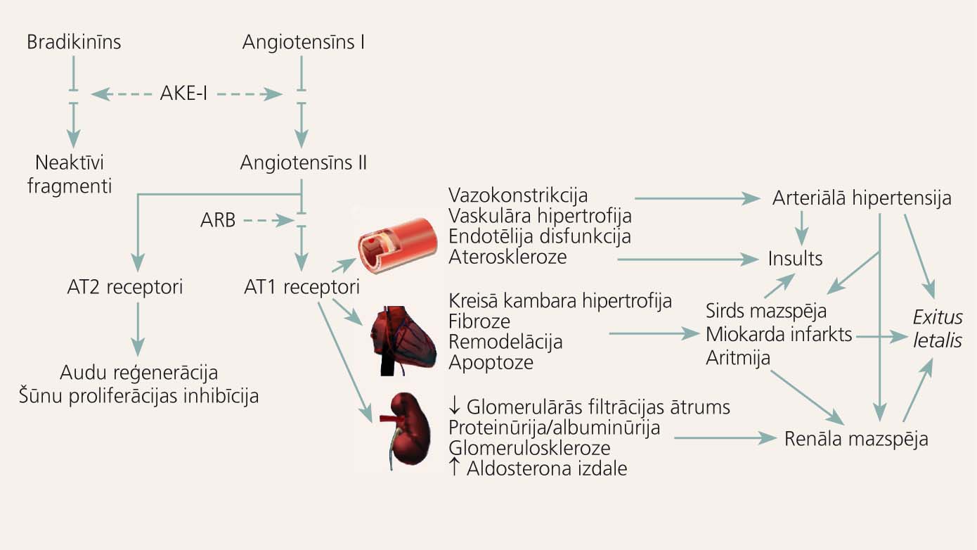 Angiotensīna II mērķa orgānu bojājumu patoģenēze,  AKE-I un ARB darbības mehānismi