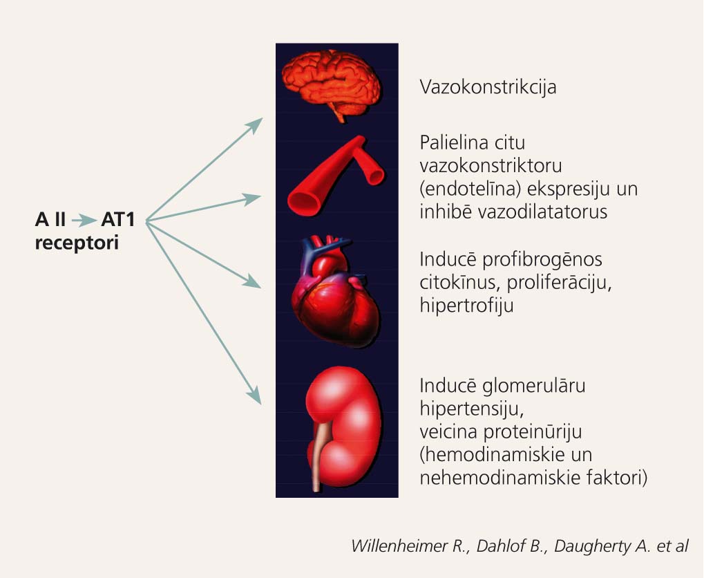 Angiotensīns II un mērķa orgānu bojājumi