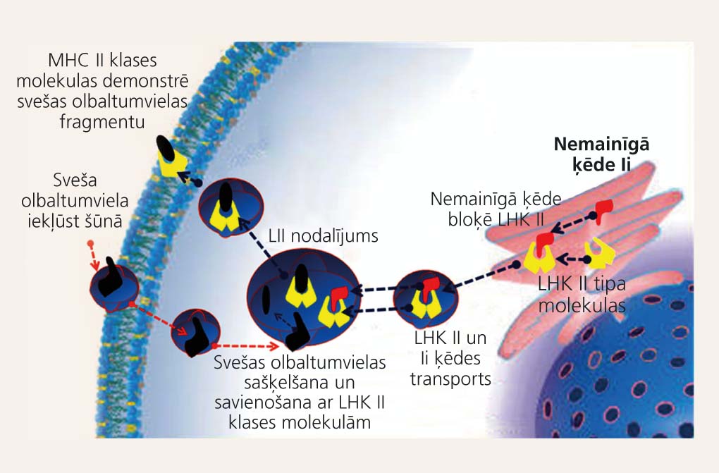LHK II tipa molekulu darbības etapi