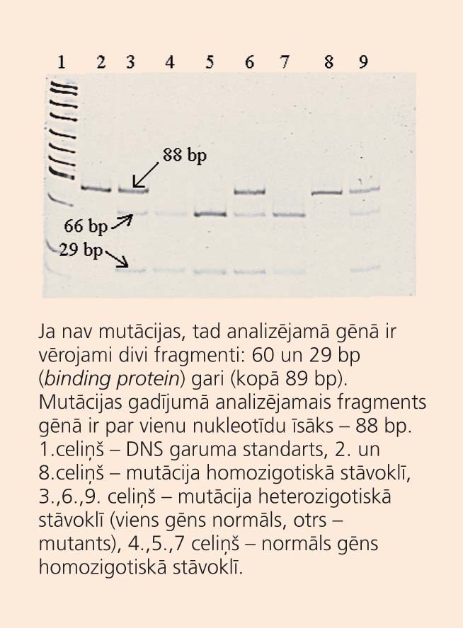 Gēna GJB2 mutācijas 35delG  noteikšana, analizējot DNS fragmentu  garumu 6% poliakrilamīda gelā