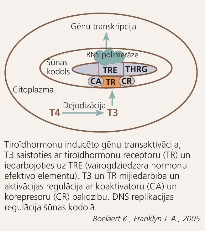 Tiroīdhormonu inducēto gēnu transaktivācija