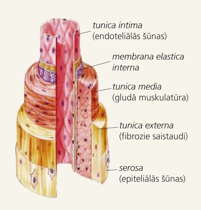 Artērijas sienas uzbūve
