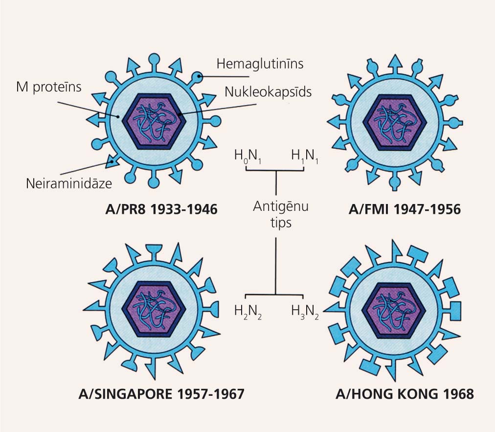 A gripas vīrusu ārējā apvalka antigēnu  mainība (shift) no 1933. gada