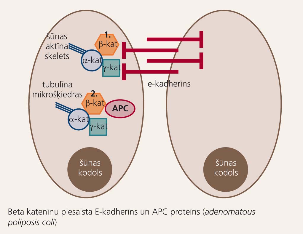 E-kadherīna un resnās zarnas adenomatozās  polipozes sistēmas