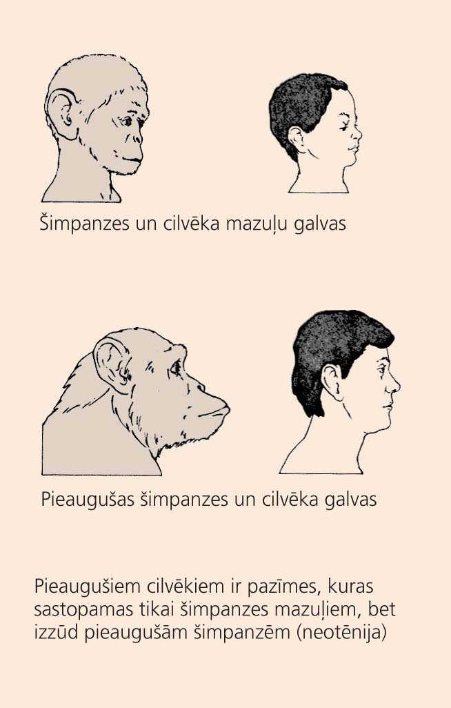 Cilvēka un šimpanzes galvaskausu salīdzinājums