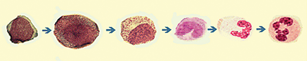 Neitrofilā leikocīta attīstības septiņu dienu cikls:  no mieloblasta līdz neitrofilam leikocītam