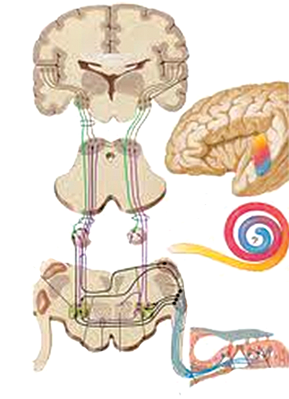 Dzirdes struktūru  anatomijas shematisks attēls