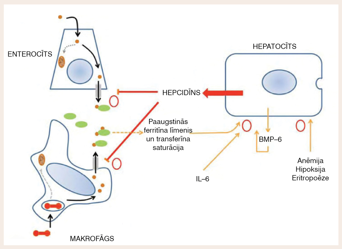 Hepcidīna regulatorā nozīme dzelzs vielmaiņas procesos (Loreal O, et al, 2012)