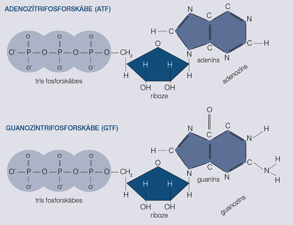 Adenozīntrifosforskābes un guanozīntrifosforkābes ķīmiskā uzbūve