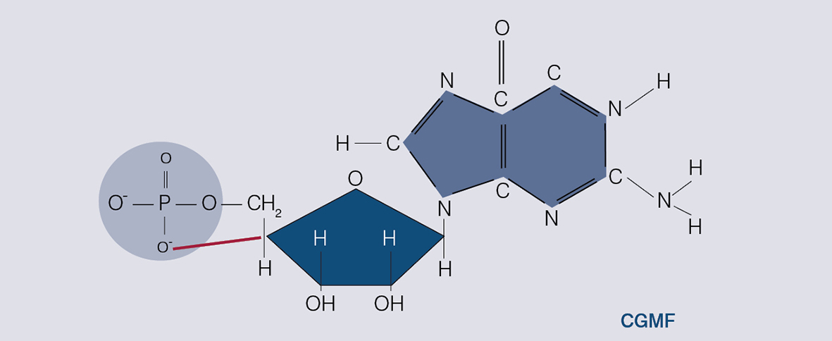 Guanozīnmonofosfāta molekulā afosforskābe veido ciklu