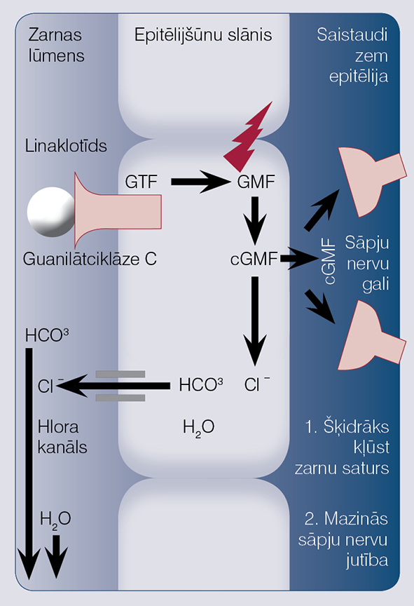 Linaklotīds darbojas lokāli — aktivē guanilātciklāzi zarnu epitēlijšūnu apikālajā membrānā