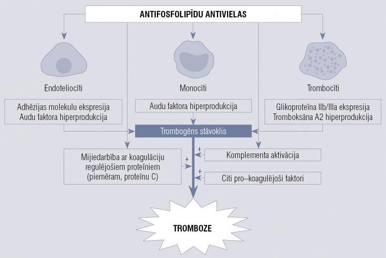 Antifosfolipīdu sindroms