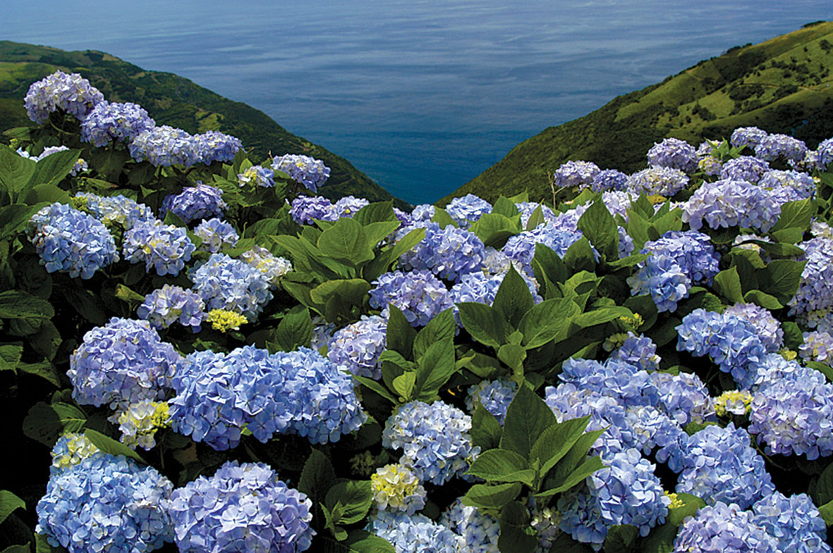 Ceļmalas apaugušas ar hortenzijām, kuru zilie ziedi ir rokasbumbas lielumā