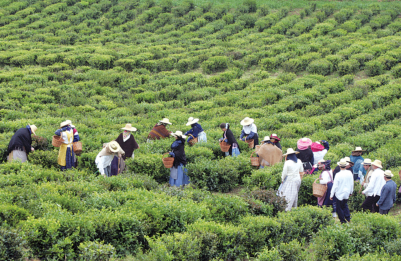 Gorreanas tējas plantācijas