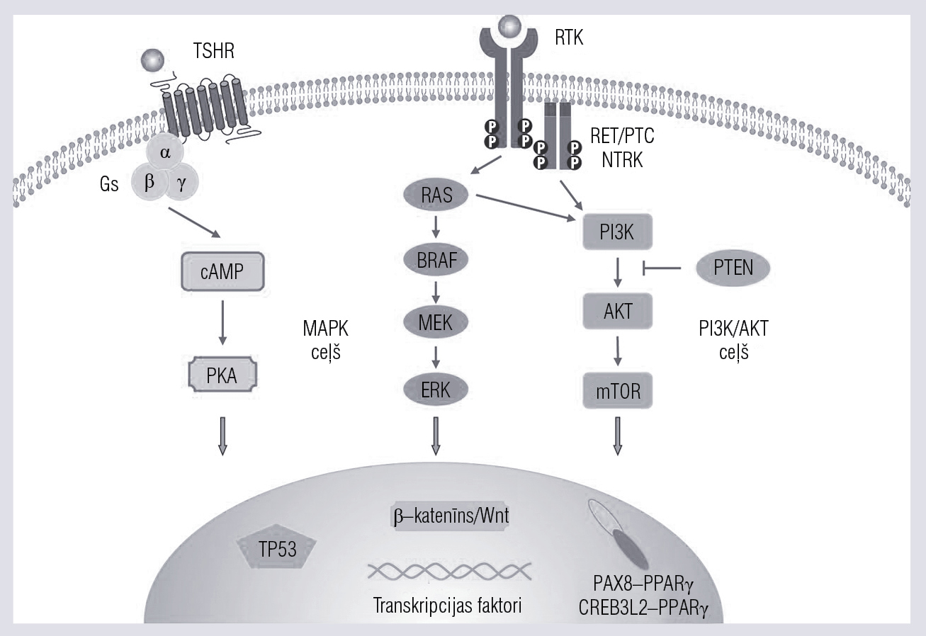 Disregulācija MAPK un fosfatidilinozitola 3 kināzes (PI3K)/AKT signalizācijas ceļos