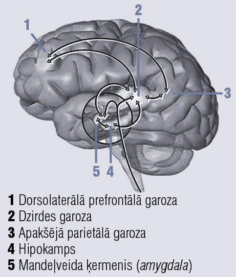Tinnitus neirofizioloģiskajos  mehānismos iesaistītās centrālās  nervu sistēmas struktūras