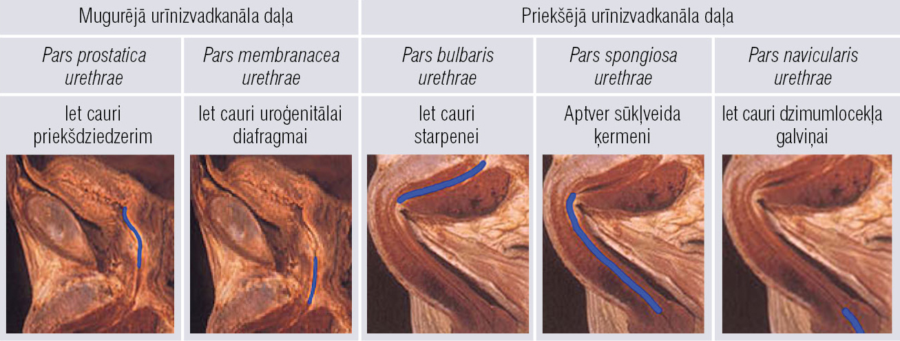 Urīnizvadkanāla anatomija