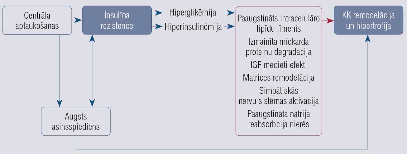 Kreisā kambara hipertrofijas attīstības potenciālie mehānismi pacientiem ar cukura diabētu [8]