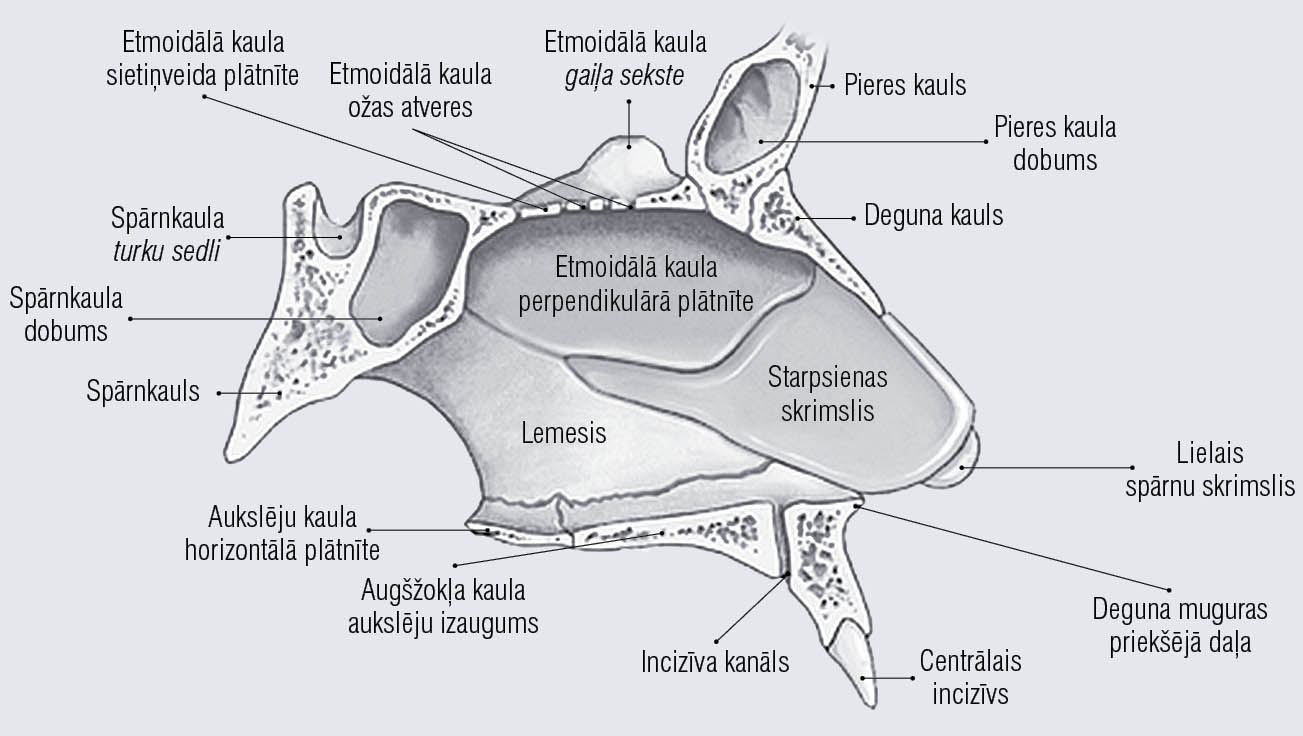 Deguna starpsienas anatomija [13]