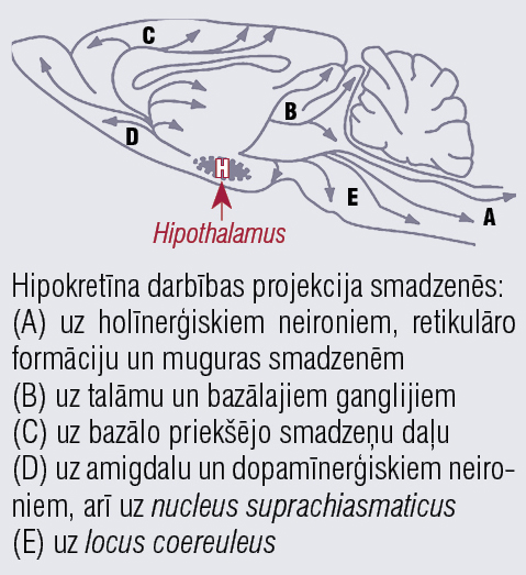 Hipokretīna sistēmas darbības  projekcija smadzenēs