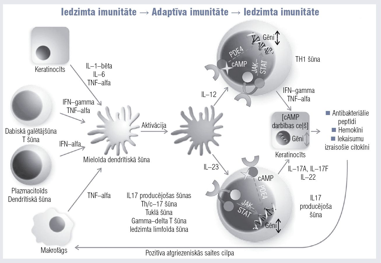 Psoriāzes patoģenēze (attēls adaptēts no Nestle, et al, NEJM, 2009)