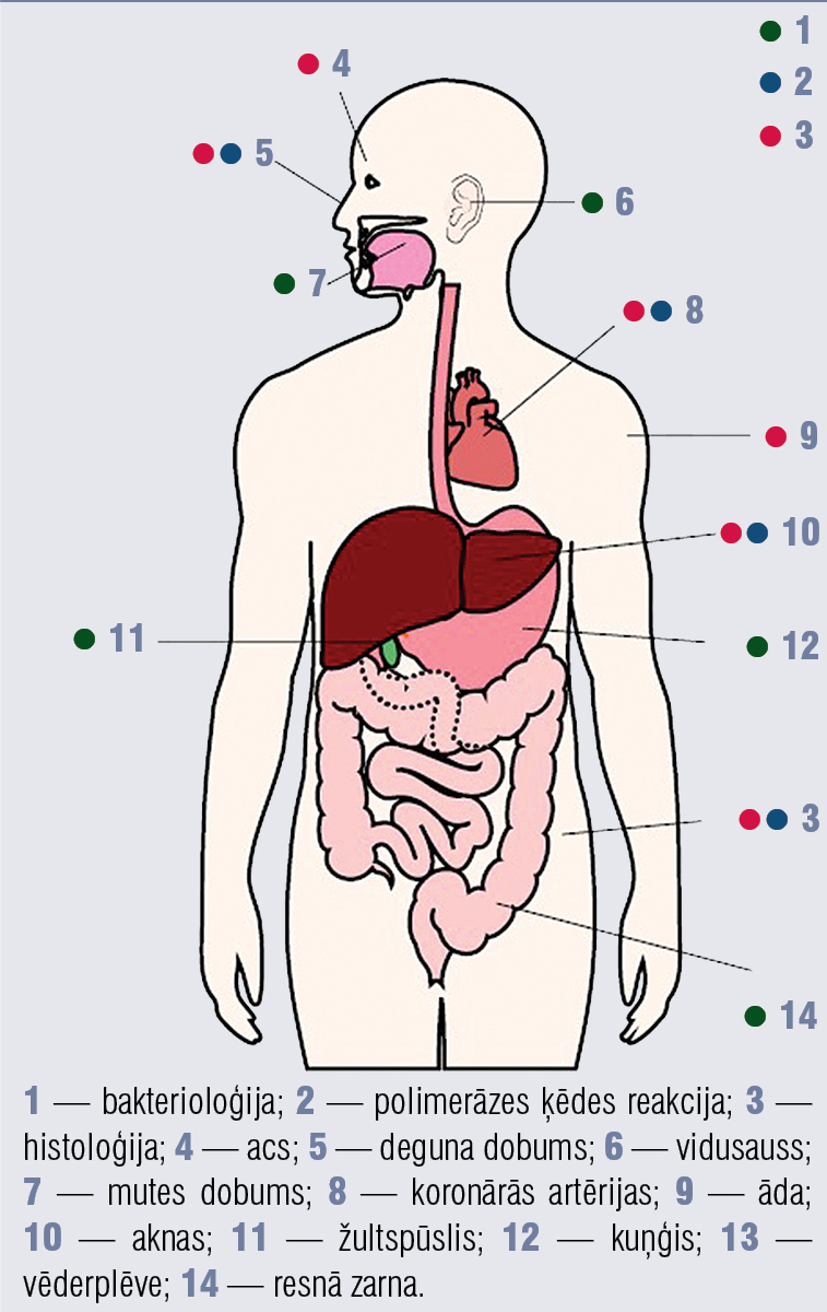 Helicobacter pylori izdalīšana no dažādiem orgāniem