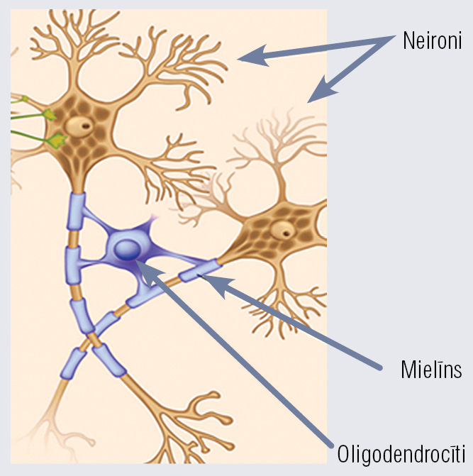 Mielinizētās centrālās nervu sistēmas šķiedras [34]