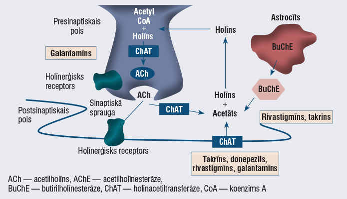 Acetilholīnesterāzes inhibitori un to darbības mehānisms