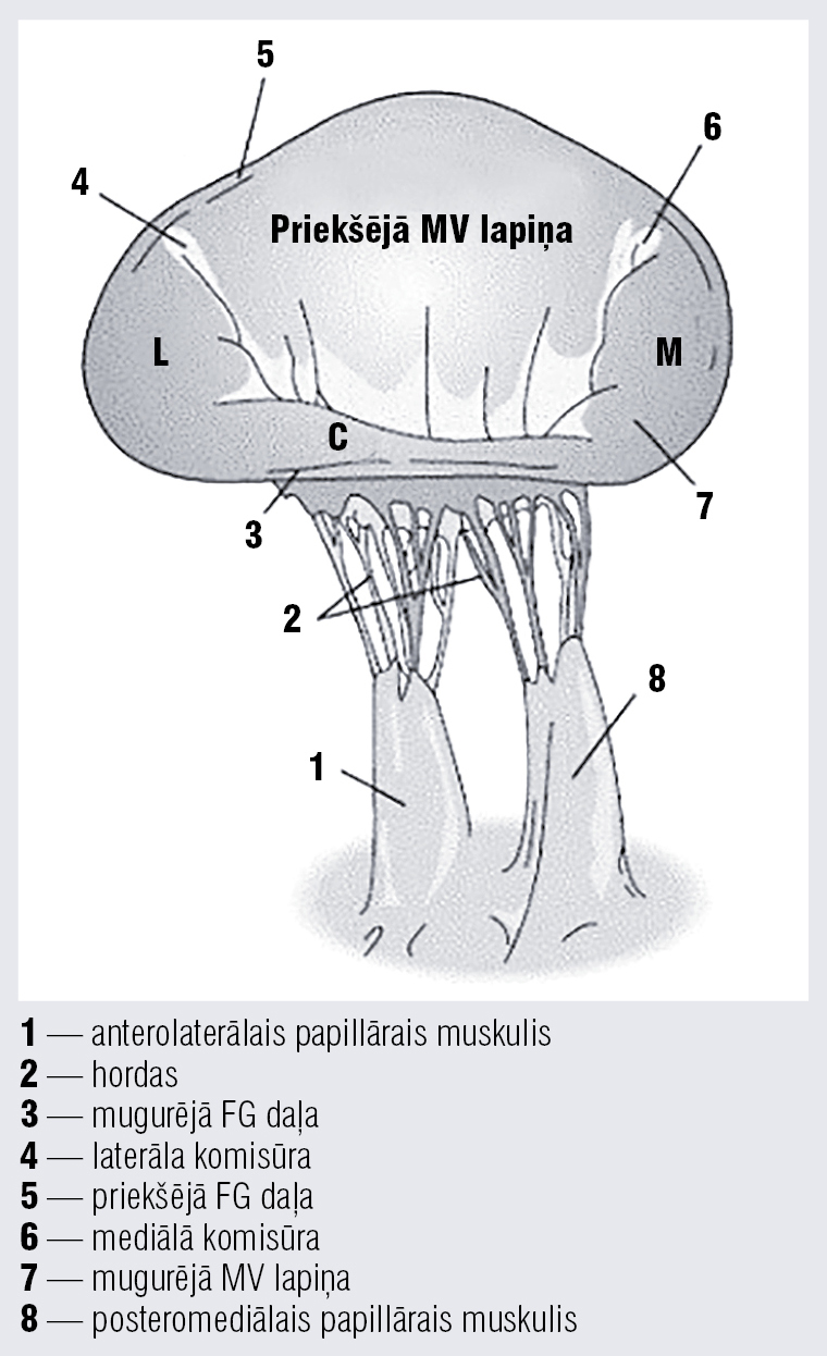 Mitrālā vārstuļa anatomija [4]