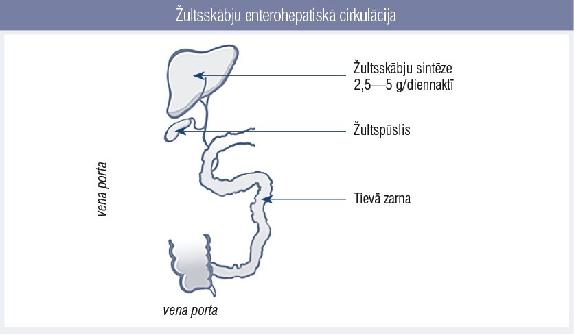 Žultsskābju enterohepatiskā cirkulācija