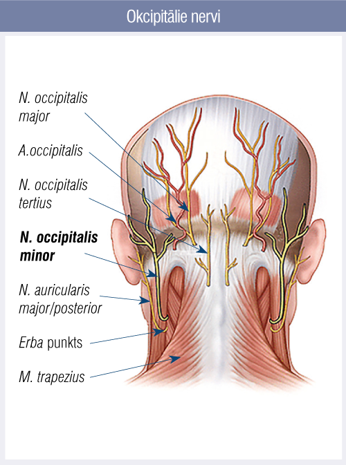 Okcipitālie nervi