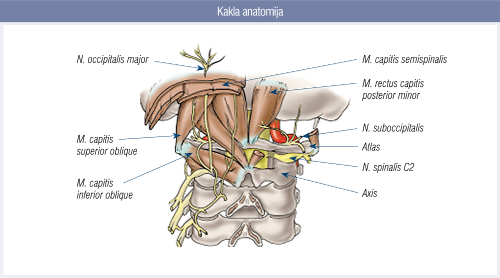 Kakla anatomija