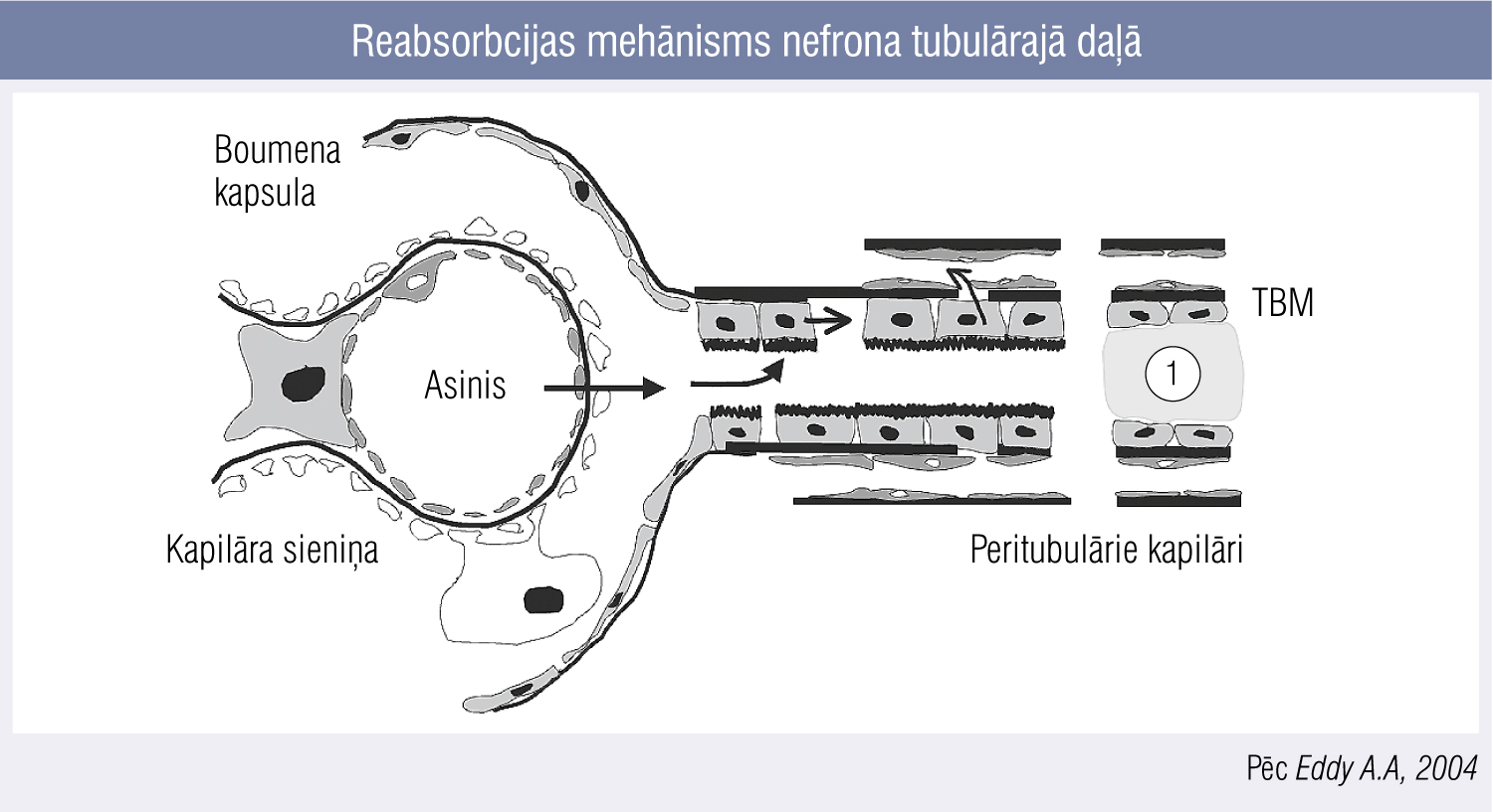 Reabsorbcijas mehānisms nefrona tubulārajā daļā