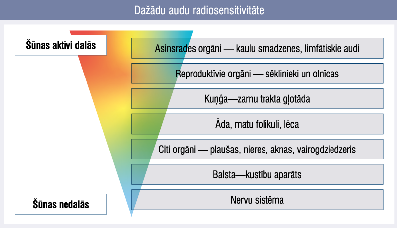 Dažādu audu radiosensitivitāte