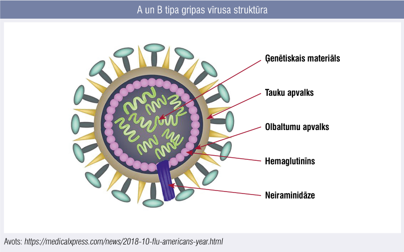 A un B tipa gripas vīrusa struktūra