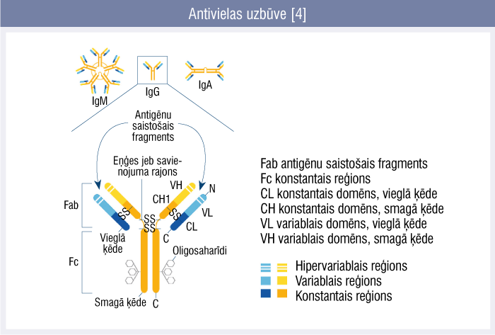 Antivielas uzbūve [4]