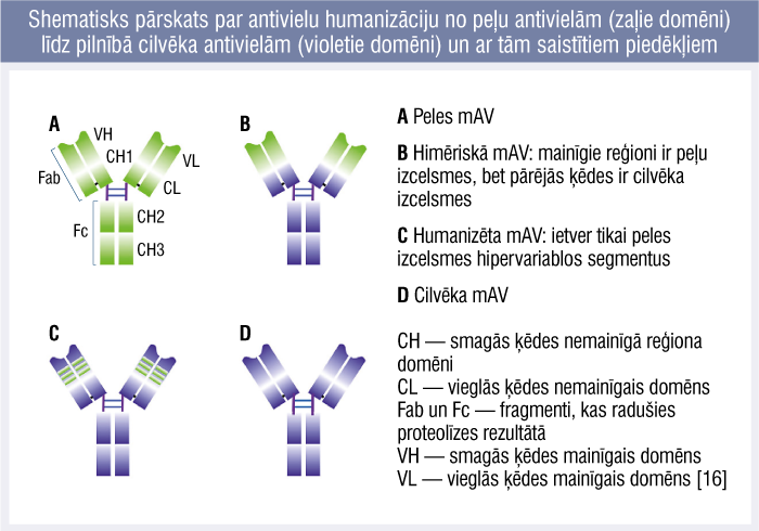 Shematisks pārskats par antivielu humanizāciju no peļu antivielām (zaļie domēni) līdz pilnībā cilvēka antivielām (violetie domēni) un ar tām saistītiem piedēkļiem