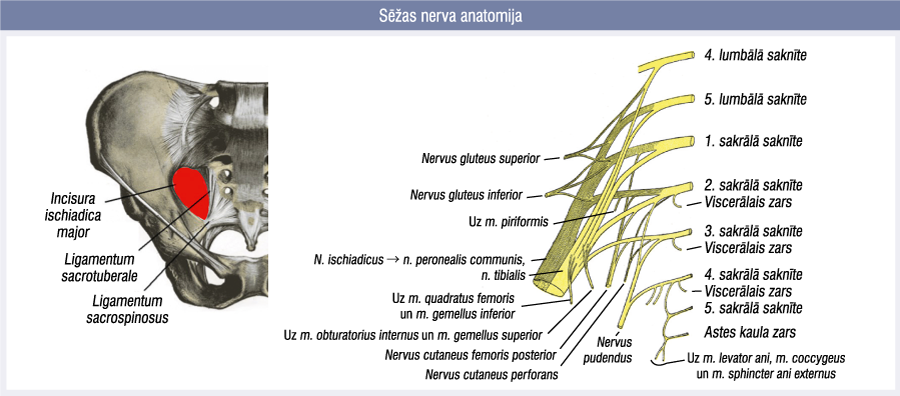 Sēžas nerva anatomija