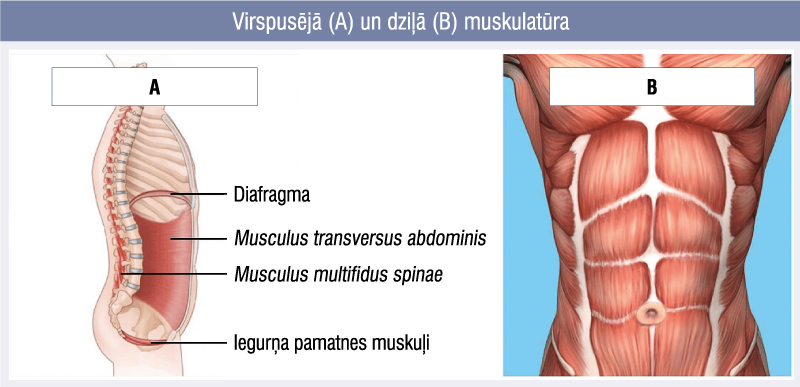Virspusējā (A) un dziļā (B) muskulatūra
