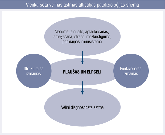 Vienkāršota vēlīnas astmas attīstības patofizioloģijas shēma