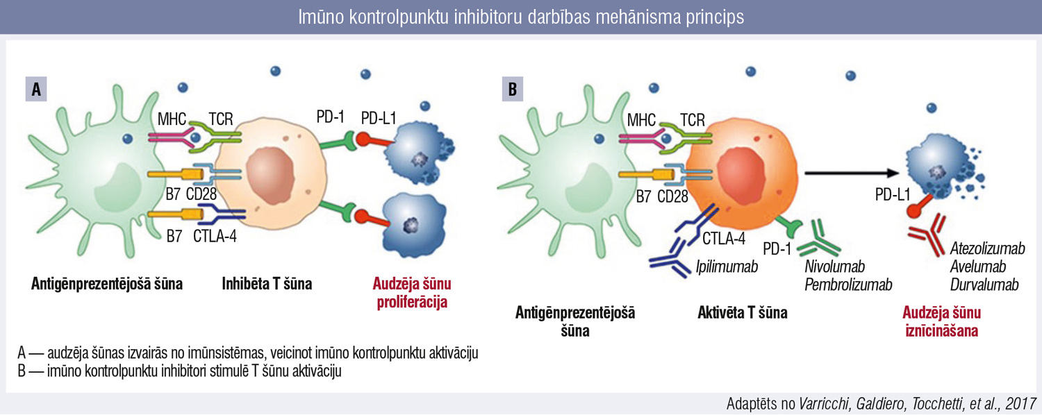 Imūno kontrolpunktu inhibitoru darbības mehānisma princips