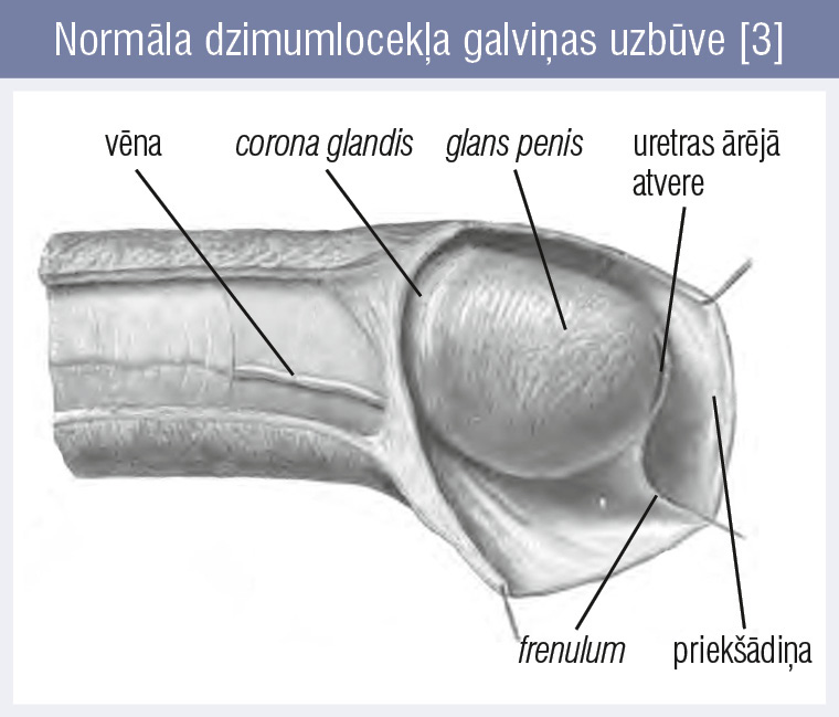 Normāla dzimumlocekļa galviņas uzbūve [3]